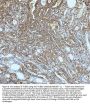 Anti-beta III Tubulin TUBB3 Rabbit Monoclonal Antibody