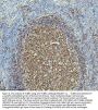 Anti-beta III Tubulin TUBB3 Rabbit Monoclonal Antibody