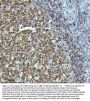 Anti-beta III Tubulin TUBB3 Rabbit Monoclonal Antibody