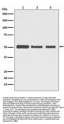 Anti-beta III Tubulin TUBB3 Rabbit Monoclonal Antibody