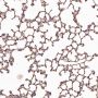 Anti-beta III Tubulin TUBB3 Rabbit Monoclonal Antibody