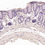 Anti-beta III Tubulin TUBB3 Rabbit Monoclonal Antibody