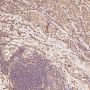 Anti-beta III Tubulin TUBB3 Rabbit Monoclonal Antibody