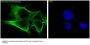 Anti-beta III Tubulin TUBB3 Rabbit Monoclonal Antibody