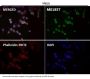 Anti-beta III Tubulin TUBB3 Rabbit Monoclonal Antibody
