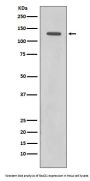 Anti-Rad21 Rabbit Monoclonal Antibody