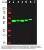 Anti-GAP43 Antibody