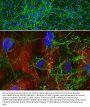 Anti-GAP43 Antibody