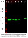 Anti-GAP43 Antibody
