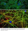 Anti-GAP43 Antibody