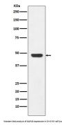Anti-GAP43 Rabbit Monoclonal Antibody