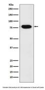 Anti-c-Rel Monoclonal Antibody
