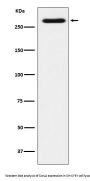 Anti-SorLA Rabbit Monoclonal Antibody