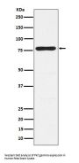 Anti-PKC gamma Rabbit Monoclonal Antibody