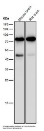 Anti-PKC gamma Rabbit Monoclonal Antibody