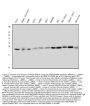 Anti-Rab5/RAB5A Antibody Picoband® (monoclonal, 3E9)