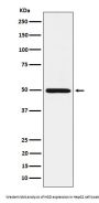 Anti-HGD Rabbit Monoclonal Antibody