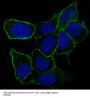Anti-Integrin alpha 5 ITGA5 Rabbit Monoclonal Antibody