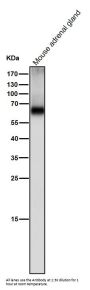 Anti-Tyrosine Hydroxylase TH Rabbit Monoclonal Antibody