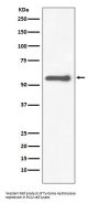 Anti-Tyrosine Hydroxylase TH Rabbit Monoclonal Antibody