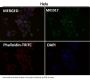 Anti-Tyrosine Hydroxylase TH Rabbit Monoclonal Antibody