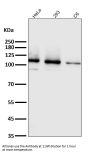 Anti-Integrin alpha 2 ITGA2 Rabbit Monoclonal Antibody