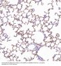 Anti-Integrin alpha 2 ITGA2 Rabbit Monoclonal Antibody