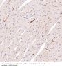 Anti-Integrin alpha 2 ITGA2 Rabbit Monoclonal Antibody