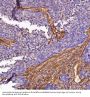 Anti-Integrin alpha 2 ITGA2 Rabbit Monoclonal Antibody
