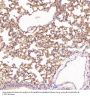 Anti-Integrin alpha 2 ITGA2 Rabbit Monoclonal Antibody