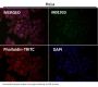 Anti-Integrin alpha 2 ITGA2 Rabbit Monoclonal Antibody