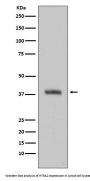 Anti-HTRA2/Omi Rabbit Monoclonal Antibody