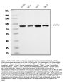 Anti-Calpain 1 Antibody Picoband® (monoclonal, 2I10)