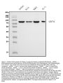 Anti-Calpain 1 Antibody Picoband® (monoclonal, 2E3)