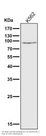 Anti-Calpain 1 CAPN1 Rabbit Monoclonal Antibody