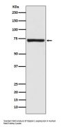 Anti-Calpain 1 CAPN1 Rabbit Monoclonal Antibody