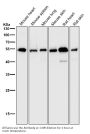 Anti-Desmin Rabbit Monoclonal Antibody