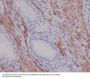 Anti-Desmin Rabbit Monoclonal Antibody