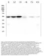 Anti-Desmin Antibody Picoband® (monoclonal, 2B5)