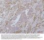 Anti-Desmin Antibody Picoband® (monoclonal, 2B5)