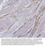 Anti-Desmin Antibody Picoband® (monoclonal, 2B5)