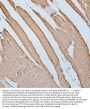 Anti-Desmin Antibody Picoband® (monoclonal, 2B5)