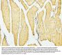 Anti-Desmin Antibody Picoband® (monoclonal, 2B5)