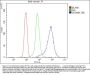 Anti-Desmin Antibody Picoband® (monoclonal, 2B5)
