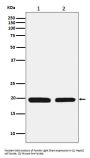 Anti-Ferritin Light Chain FTL Monoclonal Antibody