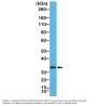 Anti-Syntaxin-1A Rabbit Monoclonal Antibody, Clone#RM367