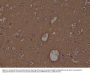 Anti-Syntaxin-1A Rabbit Monoclonal Antibody, Clone#RM367