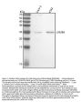 Anti-Lin28 LIN28A Rabbit Monoclonal Antibody