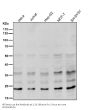 Anti-Ubiquitin D UBD Rabbit Monoclonal Antibody