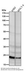 Anti-Ubiquitin D UBD Rabbit Monoclonal Antibody